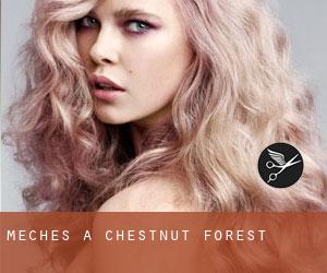 Mèches à Chestnut Forest
