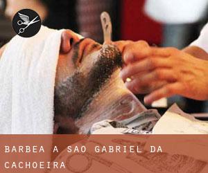 Barbea à São Gabriel da Cachoeira Barbea à São Gabriel da Cachoeira